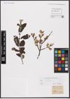 Foto von Salix aurita L.